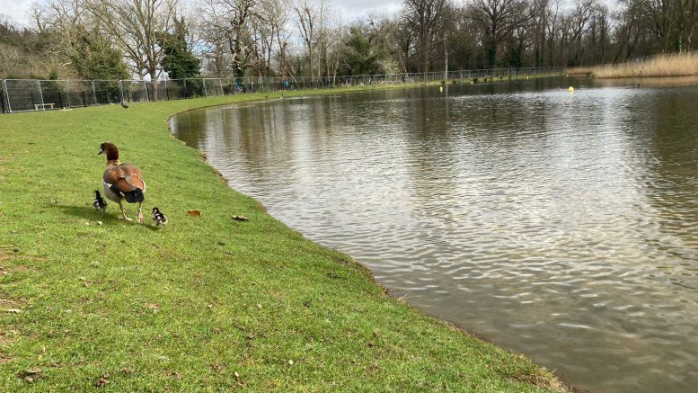 Beckenham Place Park Lake 2